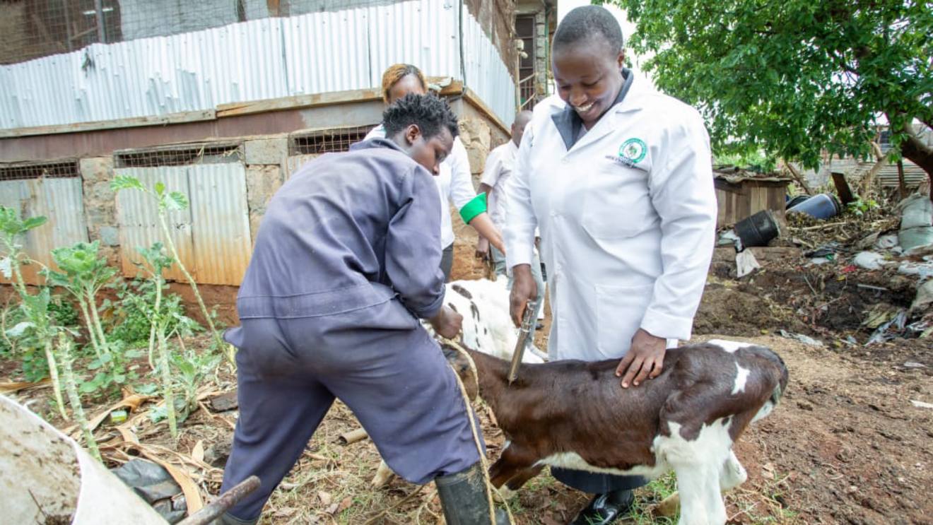 Veterinary officer administering a vaccine to livestock in Kirinyaga. PHOTO/COURTESY